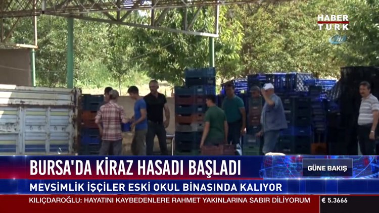 Bursa'da kiraz hasadı başladı