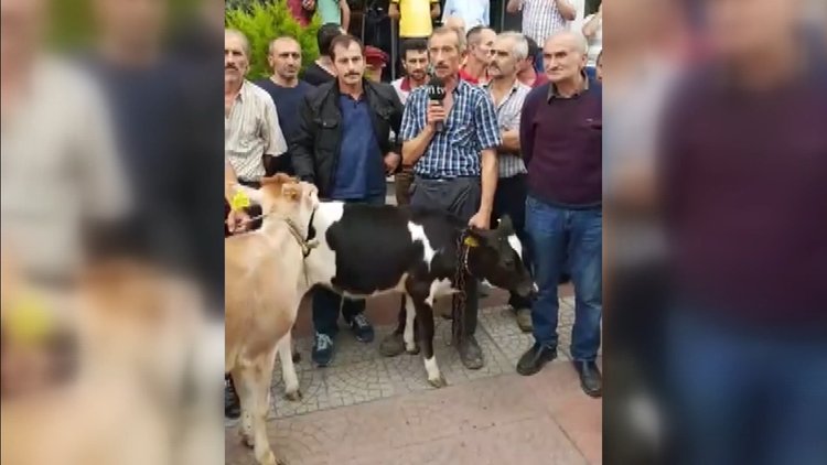 Burası Trabzon... Belediye binası önünde inekli protesto!