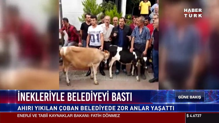 İnekleriyle belediyeyi bastı