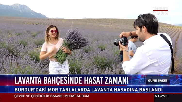 Lavanta bahçesinde hasat zamanı