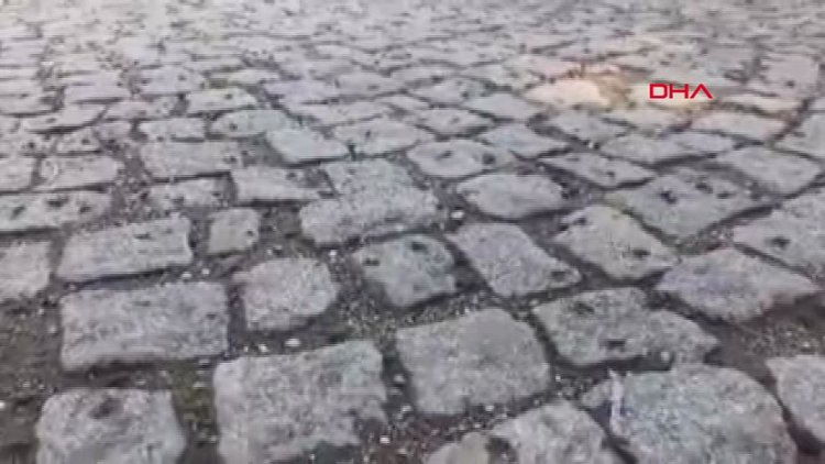 Abant'ta yola çıkan binlerce kurbağa şaşırttı