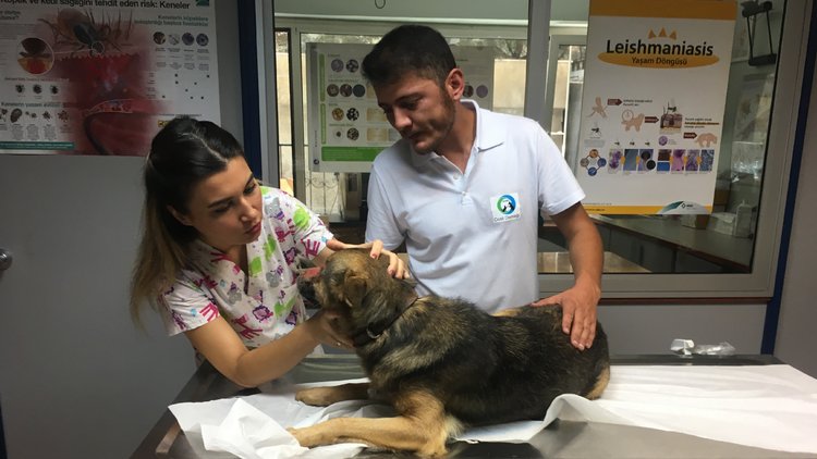 Hayvana şiddetin adresi Düzce... Köpeğin yüzüne kimyasal  madde attılar!