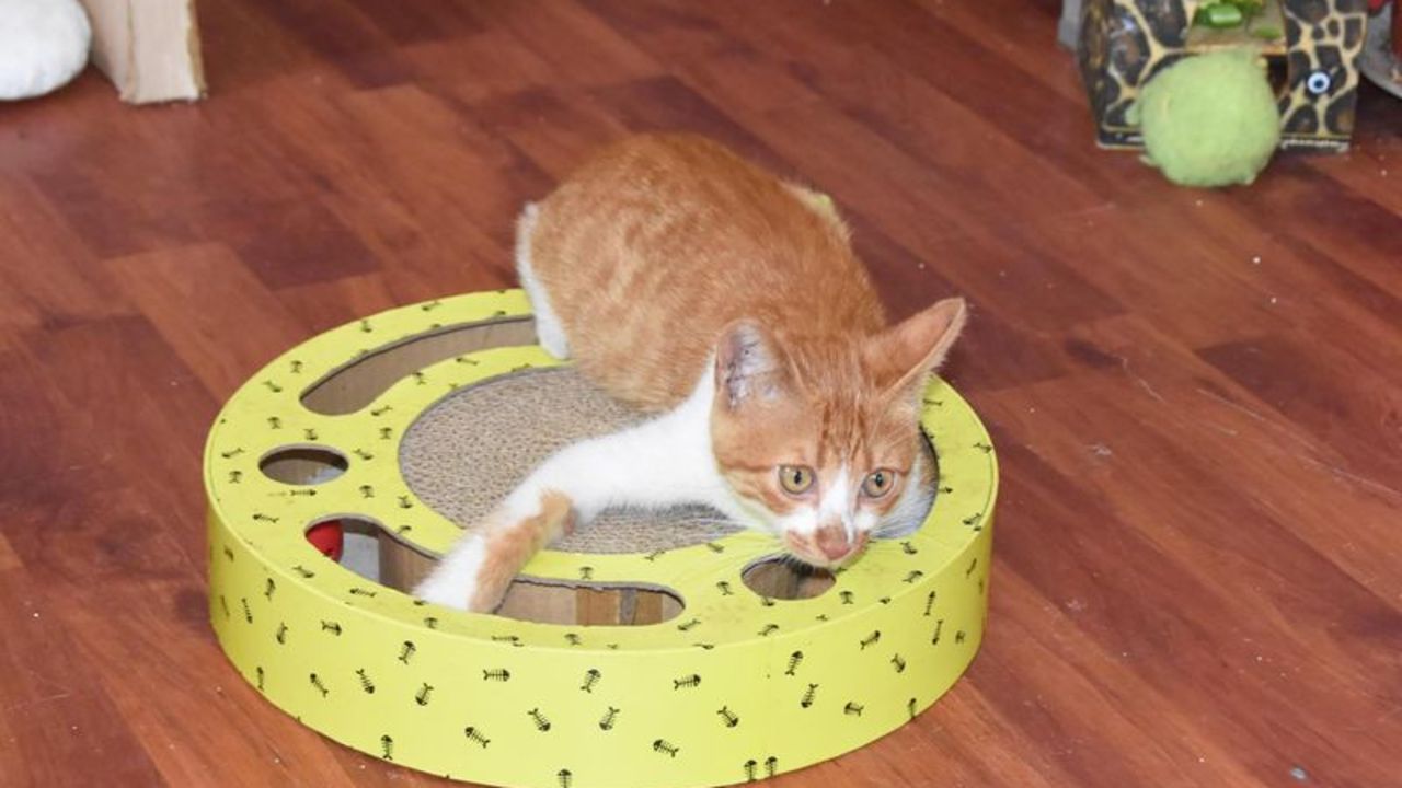 kavga eden kedi sesi