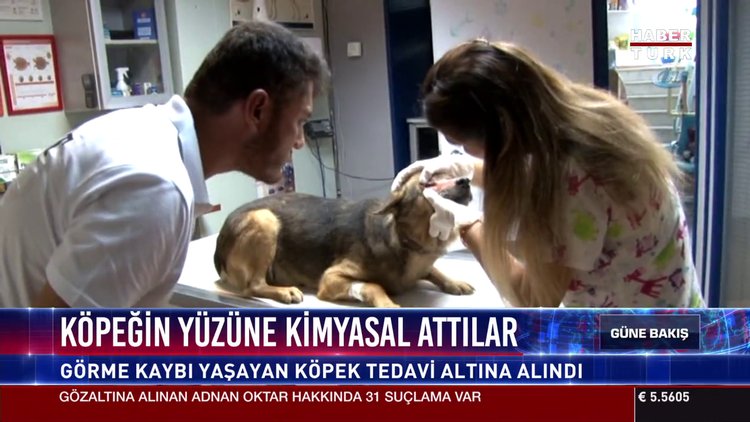 Köpeğin yüzüne kimyasal attılar