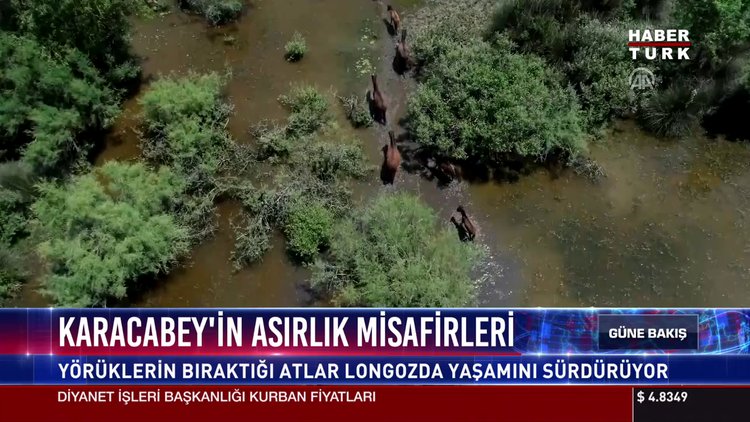 Karacabey'in asırlık misafirleri
