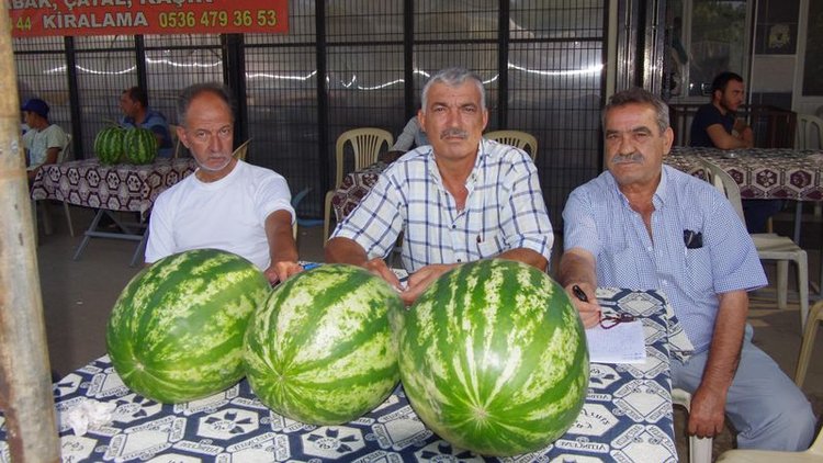 Ödemişli karpuz üreticileri sıkıntılı