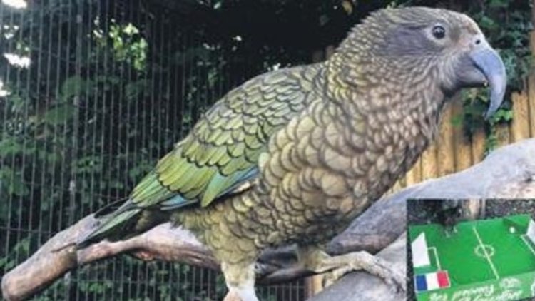 Fransa mı, Hırvatistan mı? İşte kahin hayvanların tercihleri... 