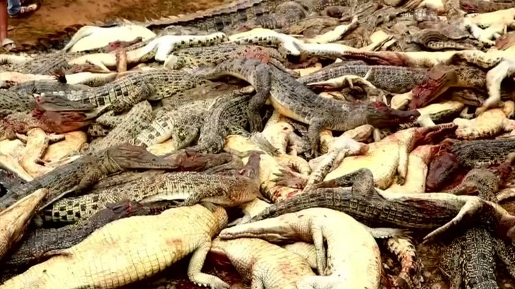 Endonezya'da timsahlara intikam saldırısı