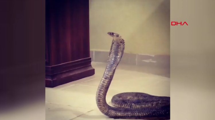 İllüzyonist Aref'i kobra yılanı ısırdı