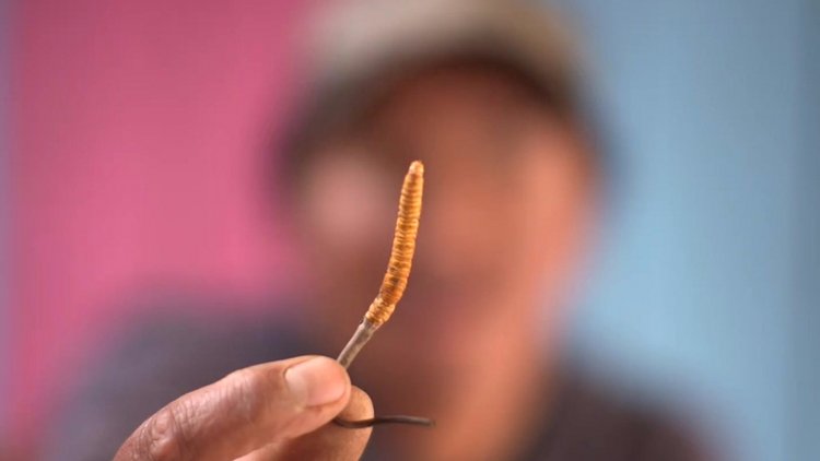 Dünyanın tıbbi amaçlı kullanılan en pahalı mantarı