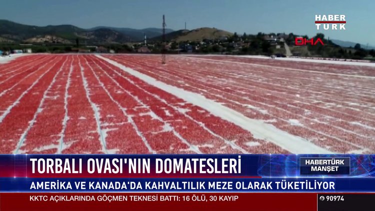 Torbalı Ovası'nın domatesleri