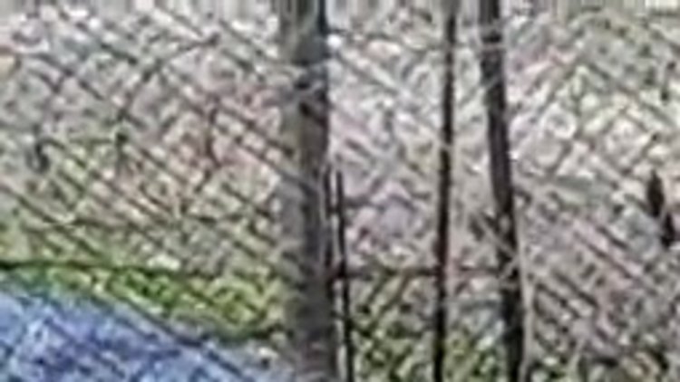 Ağlara takılan martıyı böyle kurtardılar