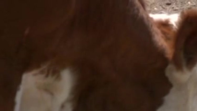 Bedelli askerlik parası için hayvanlarını satışa çıkardı