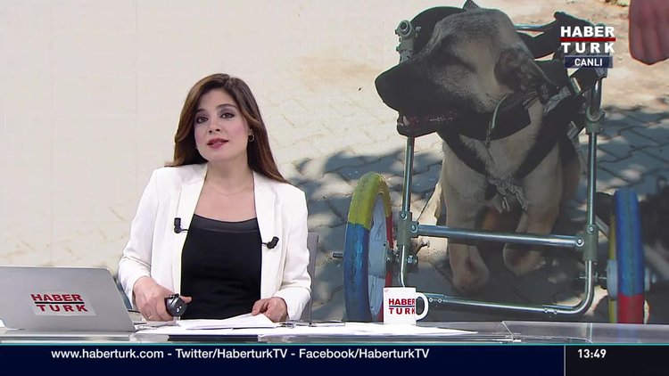 Köpeğe yürüteç yaptı