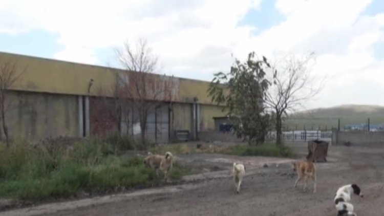 Barınak değil, ölüm kampı