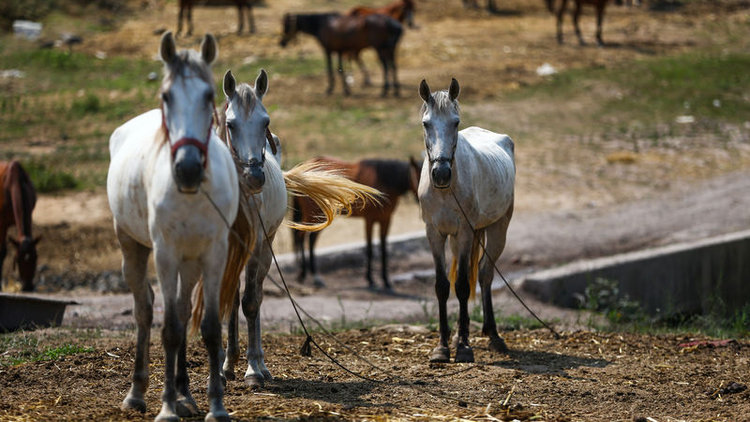 Eziyet son buluyor! Atlar geri gönderilecek