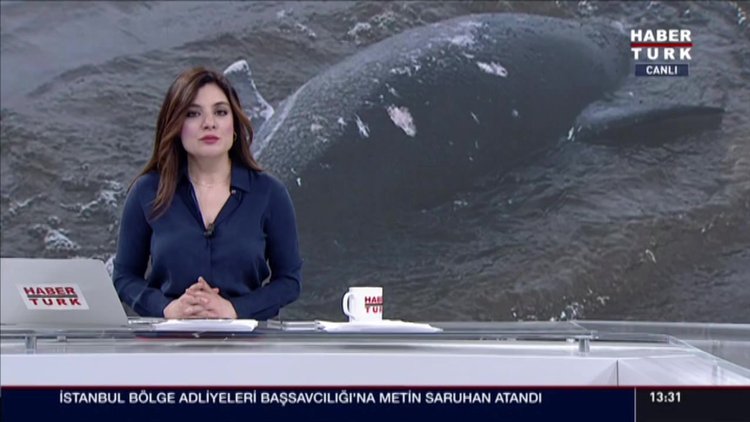 Karaya vuran yunusu doğradılar!