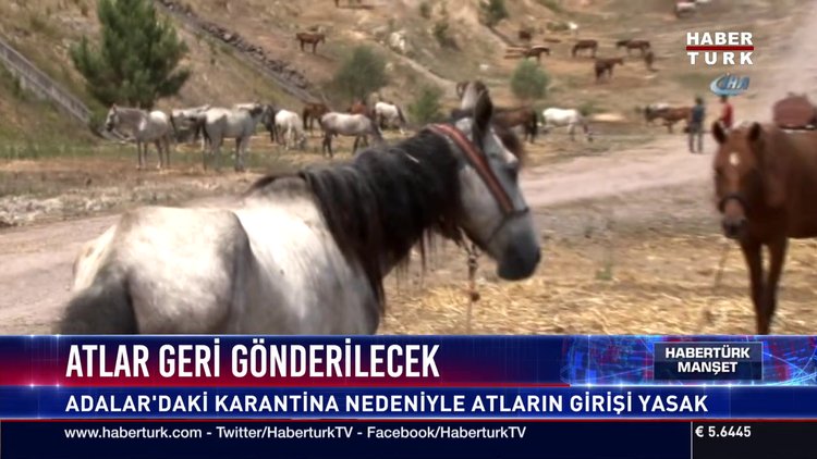 Atlar geri gönderilecek
