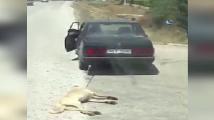 Köpeğe inanılmaz işkence