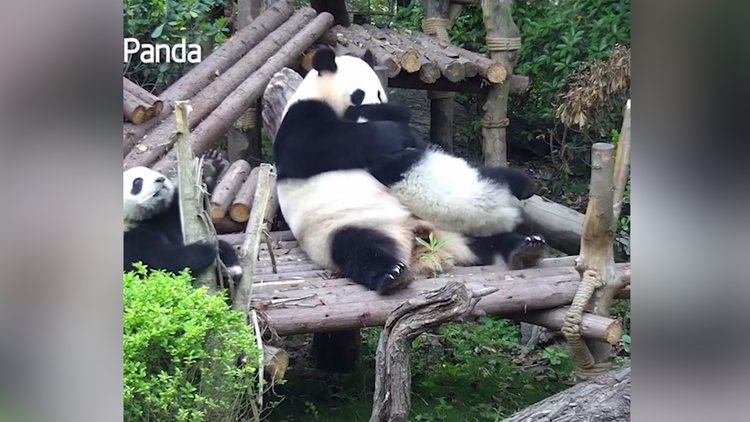 Yavrusunu sevmelere doyamadı