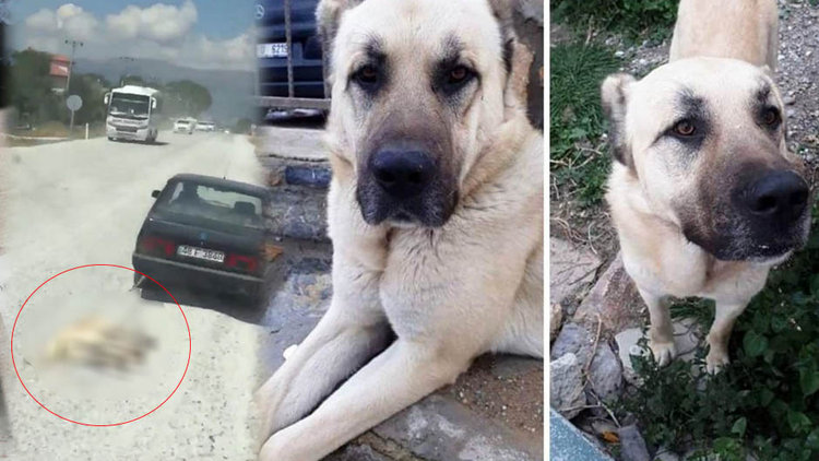 Hayvanı otomobile bağlayıp metrelerce sürüklemişti! O köpeğin gerçek sahibi ortaya çıktı