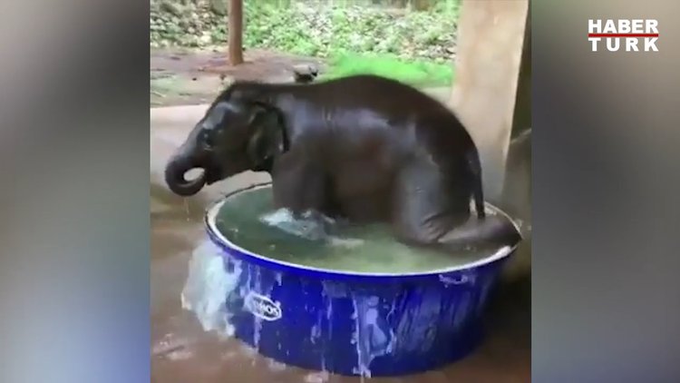 Minik filin suyla oyunu