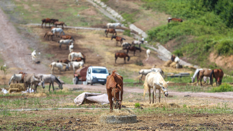Muamma sürüyor... O atlara ne olacak?
