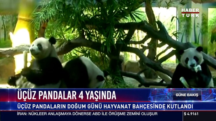 Üçüz pandalar 4 yaşında