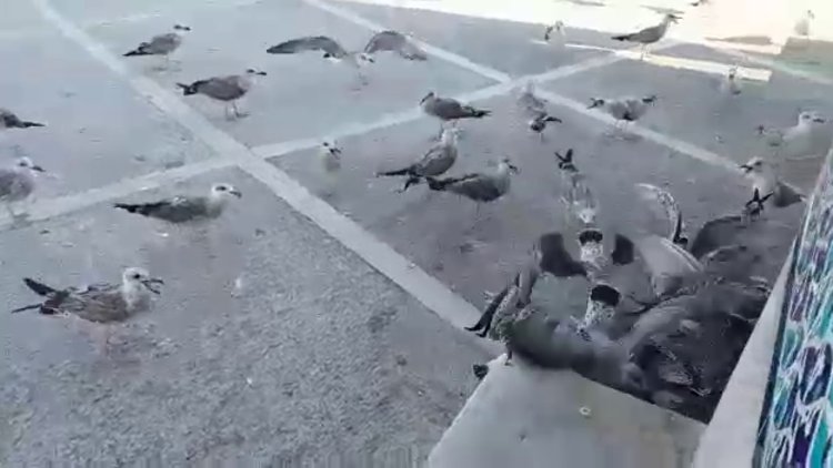 1 balık için 8 martının mücadelesi