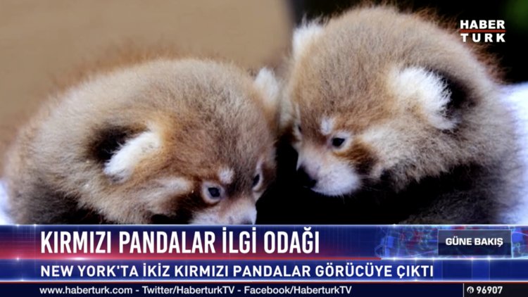 Kırmızı pandalar ilgi odağı