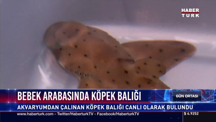 Bebek arabasında köpek balığı