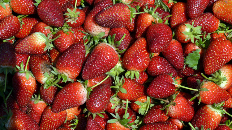 Çileğe verilen teşvikler işe yaradı! Gençler köye göç etmeye başladı