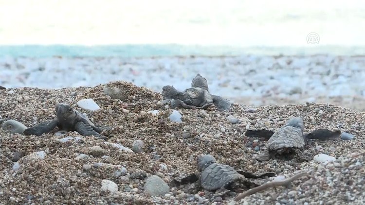 Carettalara 22 yıllık "vefa nöbeti"