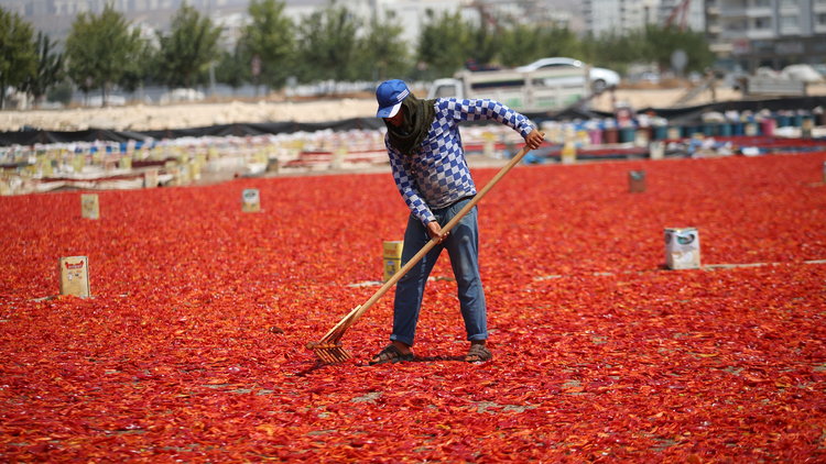 Kavurucu sıcakta 'acı' telaş! İsot yapımına başlandı
