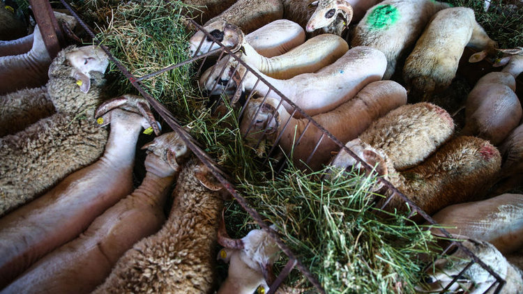 Kurban pazarları kuruldu! Büyükbaş 7 bin, küçükbaş 800 liradan başlıyor