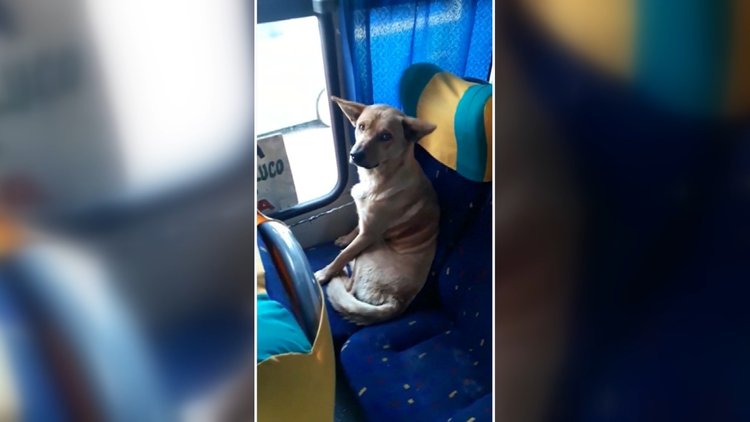 Otobüse binen sokak köpeği sosyal medyayı salladı