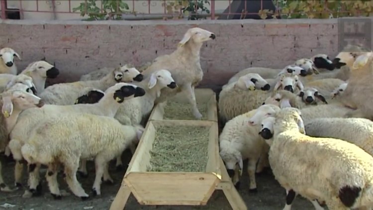 Kredi kartıyla kurban alınır mı?