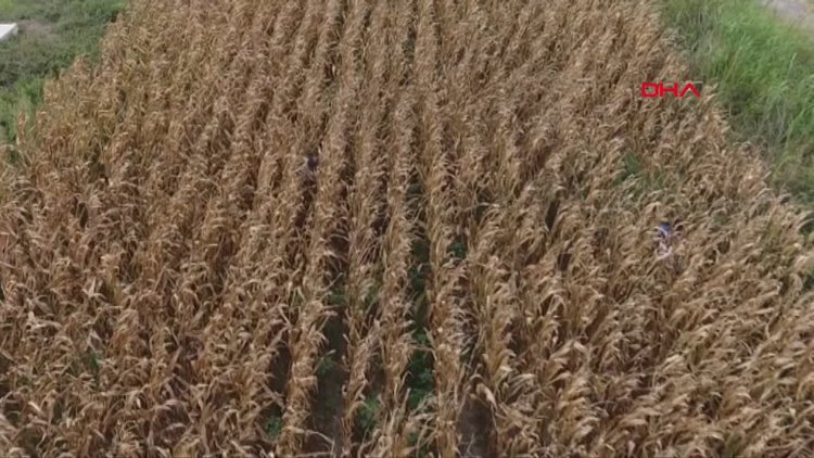 Cezaevi firarisi, saklandığı mısır tarlasında drone ile yakalandı