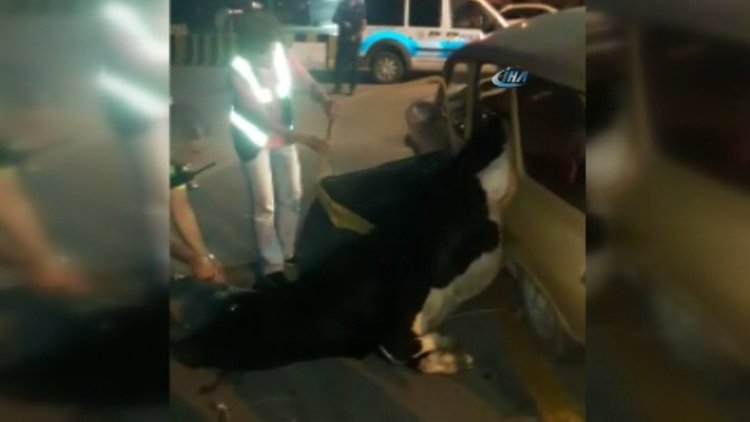 Çalınan kurbanlık hayvan böyle kurtarıldı!