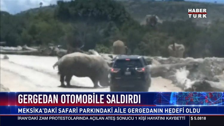 Gergedan otomobile saldırdı