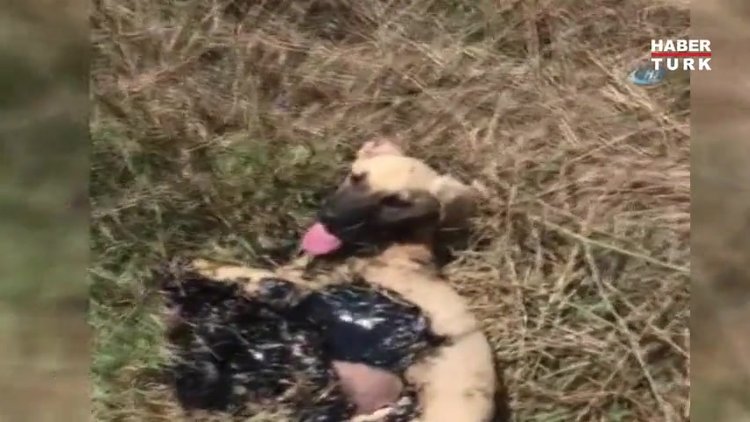 Atık asfalta giren köpeğin imdadına vatandaş koştu