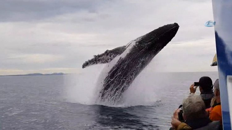 Kambur balinanın havada muhteşem şovu