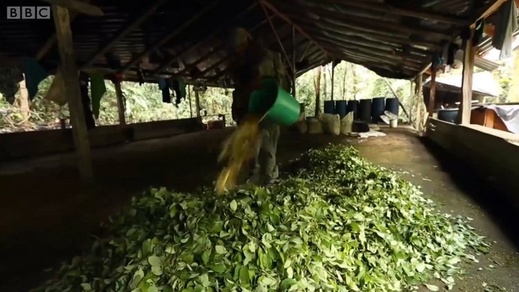 Kolombiya'da kokain üretimi tarihin en yüksek seviyesine çıktı