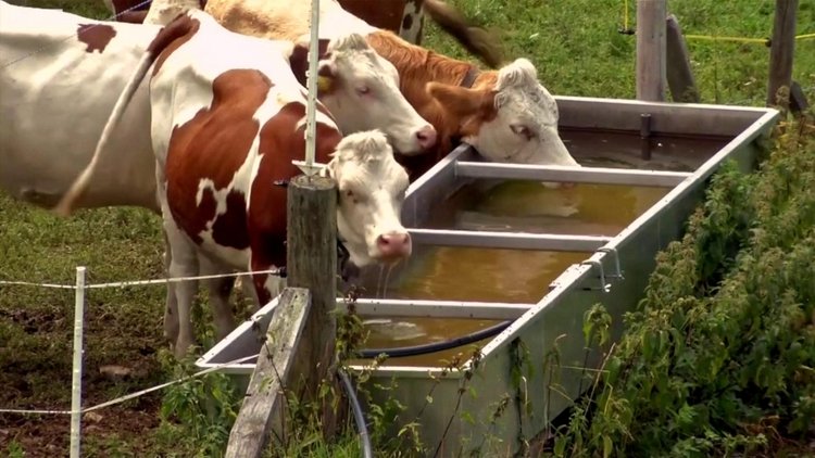 İsviçre'de kuraklık: Ordu helikopterlerle ineklere su taşıyor