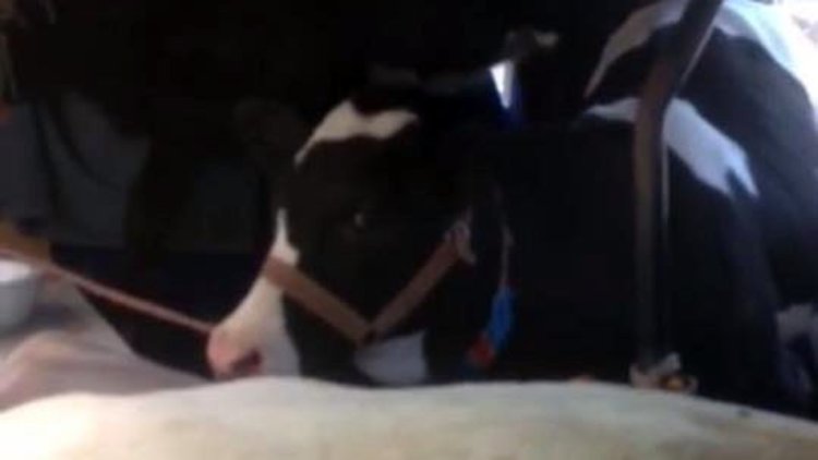 Adıyaman'da kurbanlık hayvanlara eziyet!