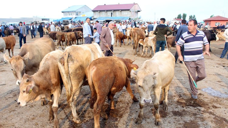 Habertürk muhabiri kurban pazarındaki hayatı anlattı
