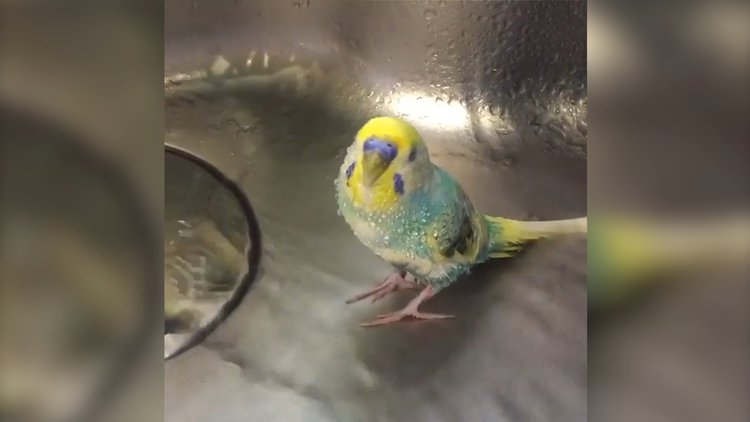 Muhabbet kuşunun serinlemek için seçtiği harika yöntem