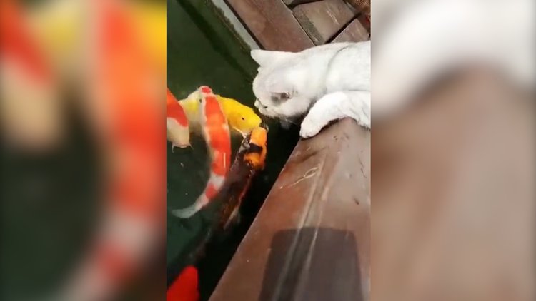 Balıklarla oynayan minnoş kedi