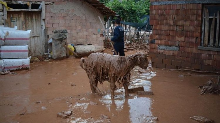 Elmalı'yı ikinci kez sel vurdu! Hayvanlar telef oldu