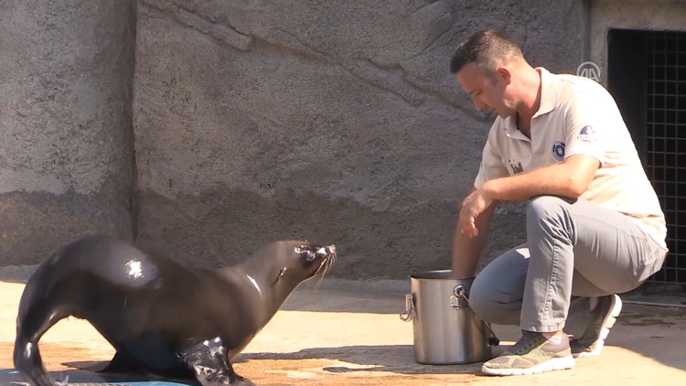 Fok ile bakıcısının dostluğu